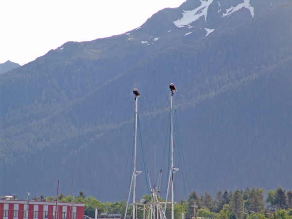 Sitka06