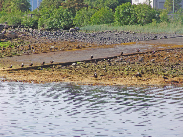 Sitka07